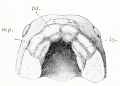 Fig 252
