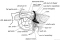 Fig. 212. The Mesentery of the Fore-gut and its Contents, -viewed from the left side (schematic).