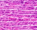 gastric glands - parietal cells - chief cells