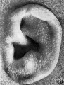 Fig. 59. Embryo No. 1742, 191.2 mm.