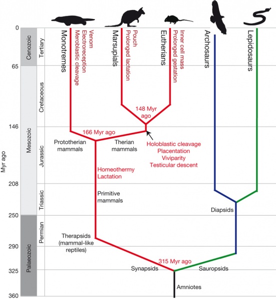 File:Emergence of traits along the mammalian lineage.jpg