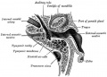 908 Horizontal section through left ear; upper half of section.