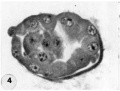 4 Mid-serial section 58-cell blastocyst