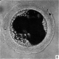 Fig. 8. Photograph of a living four-cell stage ovum of the pony (P 7). x 480.
