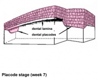 Tooth placode stage.jpg