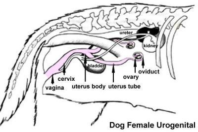 female dog urogenital system reproductive inside cartoon uterus development embryology where unsw med edu au uterine