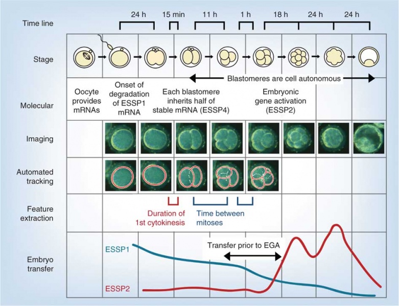File:Model human blastocyst development.jpg