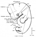 Fig. 45. Embryo 11 mm long