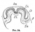 Fig. 24. Section of the Embryo