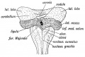 Fig. 164. Diagram of the Attachments of the Inferior Medullary Velum in a 5th month foetus. (After Kollmann.)