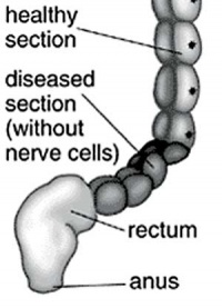 Neural Crest - Enteric Nervous System - Embryology