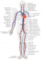 Adult human cardiovascular system cartoon