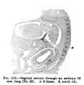 Fig. 419. Sagittal section through an embryo 16 mm long