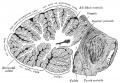 Sagittal section of the cerebellum