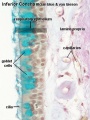 Nasal respiratory epithelium (detail)