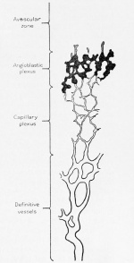 scalp vascular plexus
