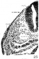 fig 25