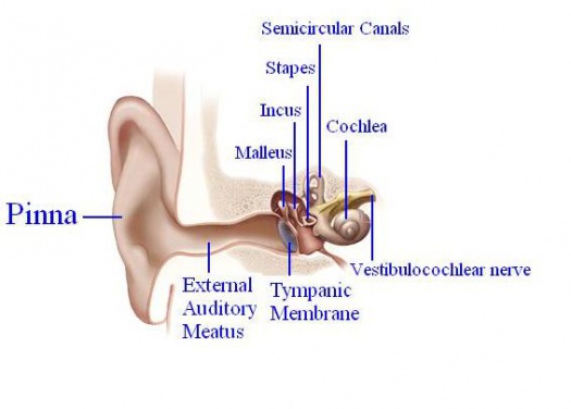 2012 Group Project 6 - Embryology