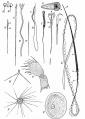 Fig. 5. Various types of spermatozoa