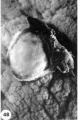 48 surface view 16-day ovum