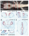 Axolotl brain ventricular zone proliferative activity
