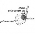Fig. 42. A transverse section showing how the Walls of the Antrum are formed.