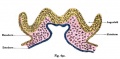 The blue part at the bottom is the endoderm. The pink middle layer is the mesoderm. The top yellow layer is the ectoderm. The fold labelled as 'augenfeld' is the place where the optic vesicle will form.