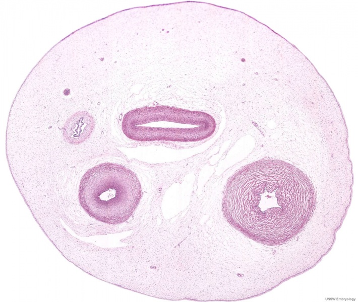 File:Placental cord cross-section 01.jpg