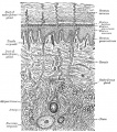 940 A diagrammatic sectional view of the skin
