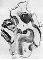 Fig. 1. Sagittal midline section through head of 25 mm embryo