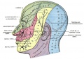 Fig. 784. Sensory Areas of the Head