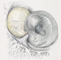 4 Human embryo 3.5 mm