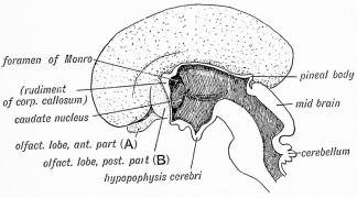 Fig. 17. Fetal Olfactory Lobe (3.5 months)