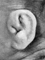 Fig. 47. Embryo No. 1449, 87.3 mm. (R.)