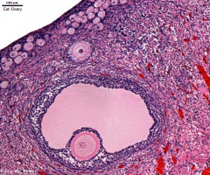 antral follicle histology