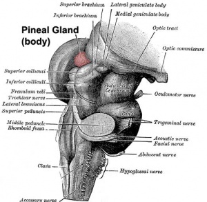 Pineal gland position