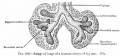 Fig. 288. Anlage of lungs of a human embryo of 8.5 mm. His.