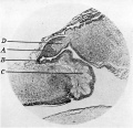 Fig. 3. Sagittal section through pineal region embryo 3-4 months