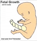 Fetal growth icon.jpg