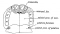 Fig. 9. Showing the Hard Palate at birth. The premaxillary part is formed from the Mesial Nasal Processes ; the remainder by the Palatal Plates of the Maxillary Processes.