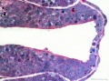 Stage11 histology-neural tube roof plate 1.jpg