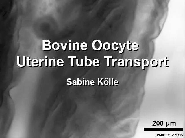 File:Bovine uterine tube oocyte transport 1.jpg