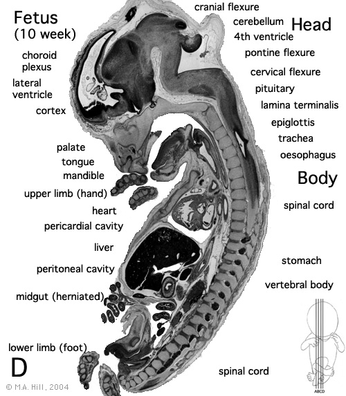 File:Human- fetal week 10 sagittal plane D.jpg