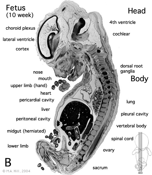 File:Human- fetal week 10 sagittal plane B.jpg