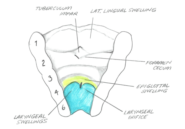File:Oral cavity.png