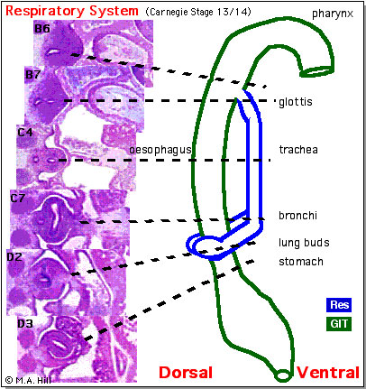 File:Stage14 respiratory tract.jpg