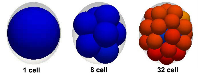 File:Model embryo to 32 cell stage icon.jpg