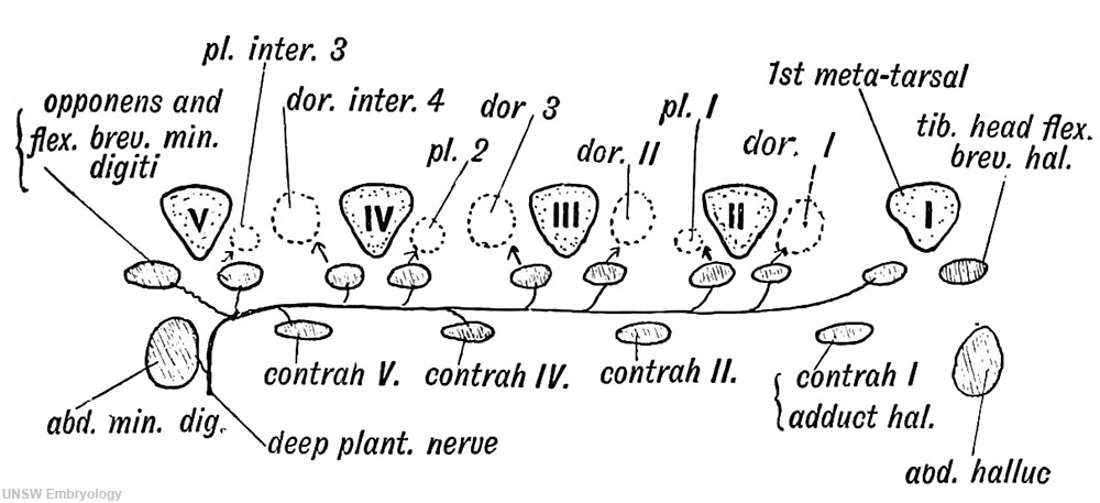 Fig. 250. Short Muscles of the Digits
