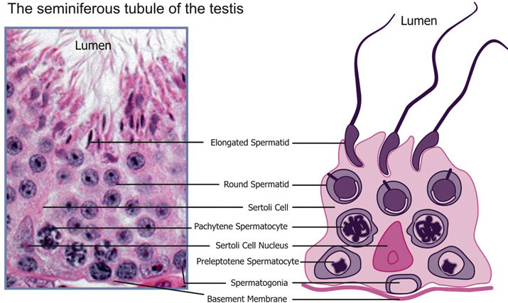 File:Mouse- seminiferous tubule histology.jpg