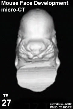 File:Mouse face microCT 01.jpg